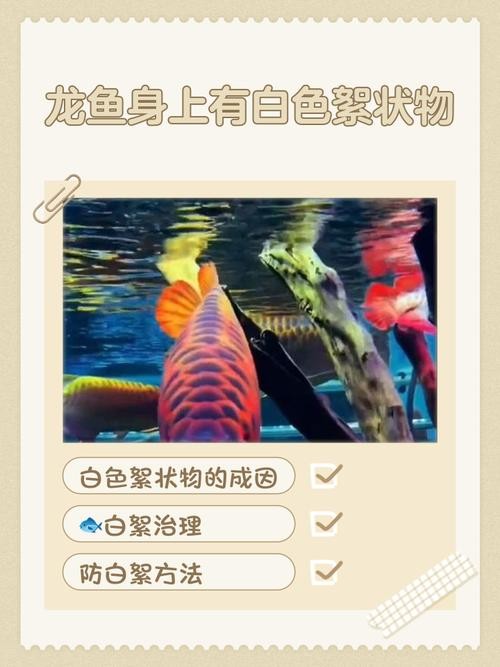 龍魚身上有小白點是什么原因造成的圖片 龍魚身上有小白點是什么原因造成的圖片 龍魚百科 第16張
