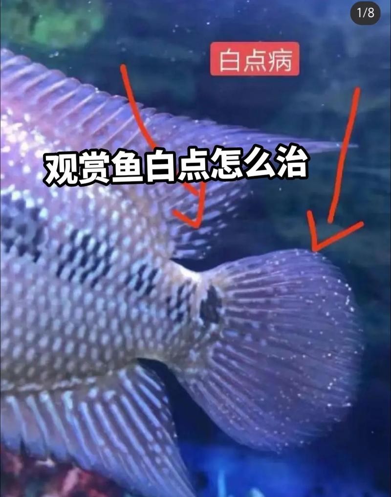龍魚身上有小白點是什么原因造成的圖片 龍魚身上有小白點是什么原因造成的圖片 龍魚百科 第21張
