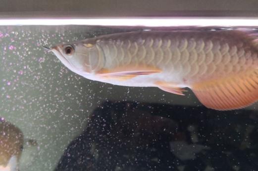 龍魚身上有小白點是什么原因造成的圖片 龍魚身上有小白點是什么原因造成的圖片 龍魚百科 第18張