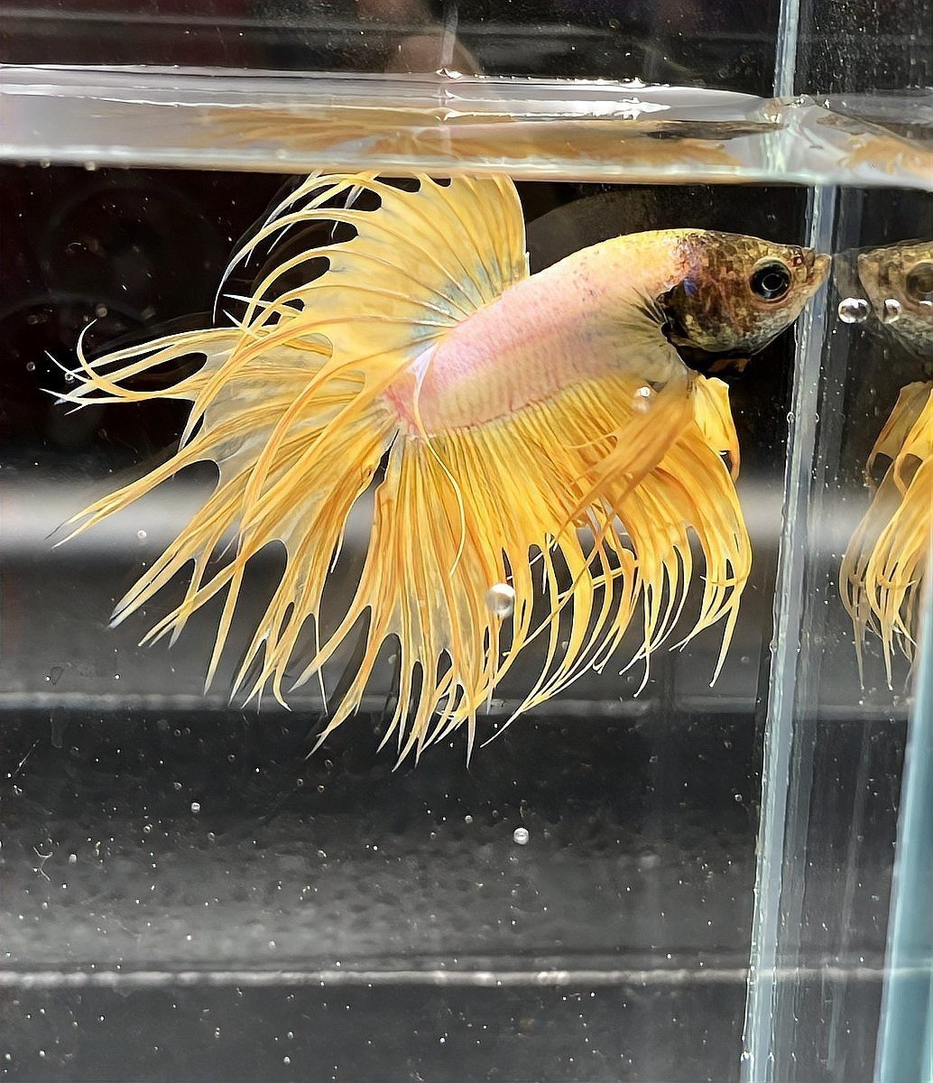 龍魚身上有小白點是什么原因造成的圖片 龍魚身上有小白點是什么原因造成的圖片 龍魚百科 第29張