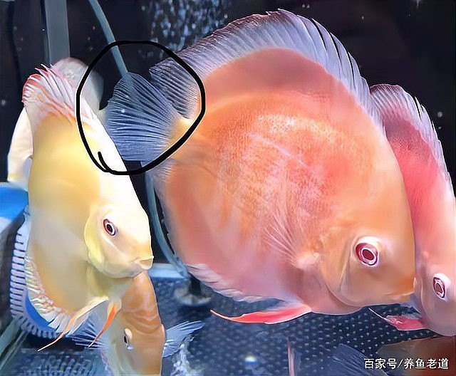 龍魚身上有小白點是什么原因造成的圖片 龍魚身上有小白點是什么原因造成的圖片 龍魚百科 第28張