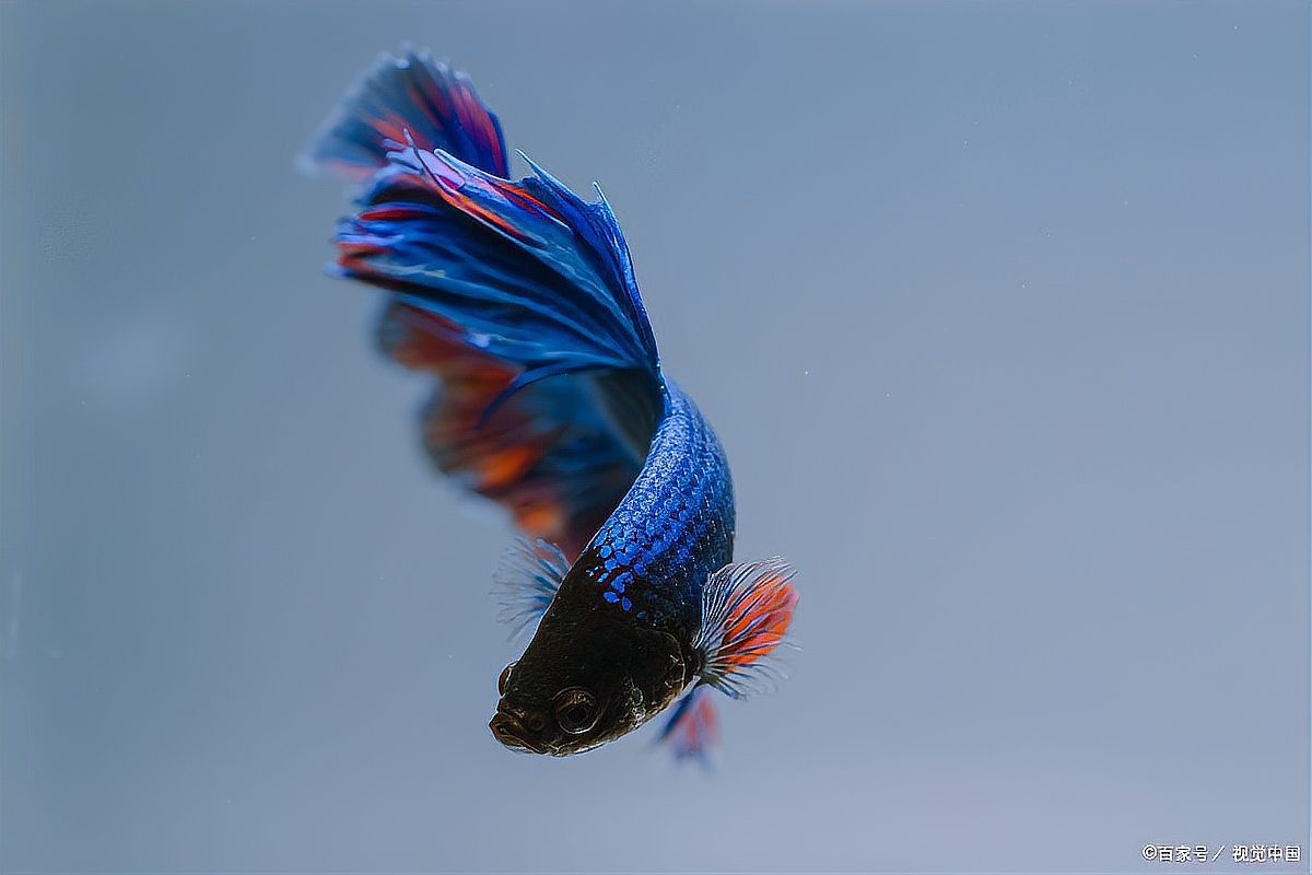 龍魚身上有小白點是什么原因造成的圖片 龍魚身上有小白點是什么原因造成的圖片 龍魚百科 第25張