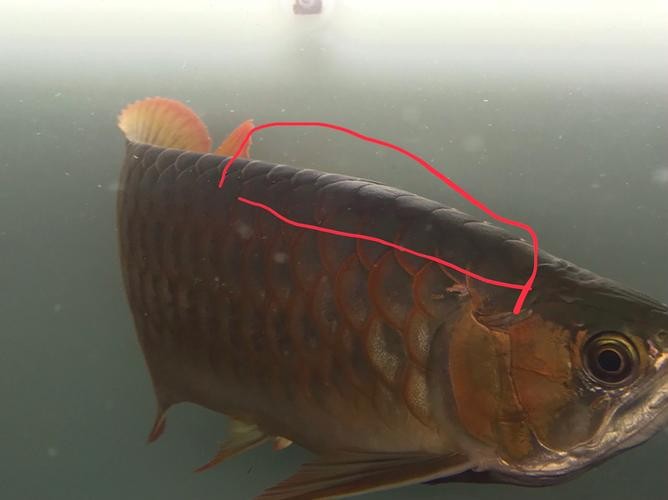 龍魚身上有小白點是什么原因造成的圖片 龍魚身上有小白點是什么原因造成的圖片 龍魚百科 第14張