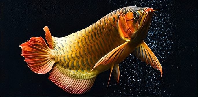 龍魚身上有小白點是什么原因造成的圖片 龍魚身上有小白點是什么原因造成的圖片 龍魚百科 第22張