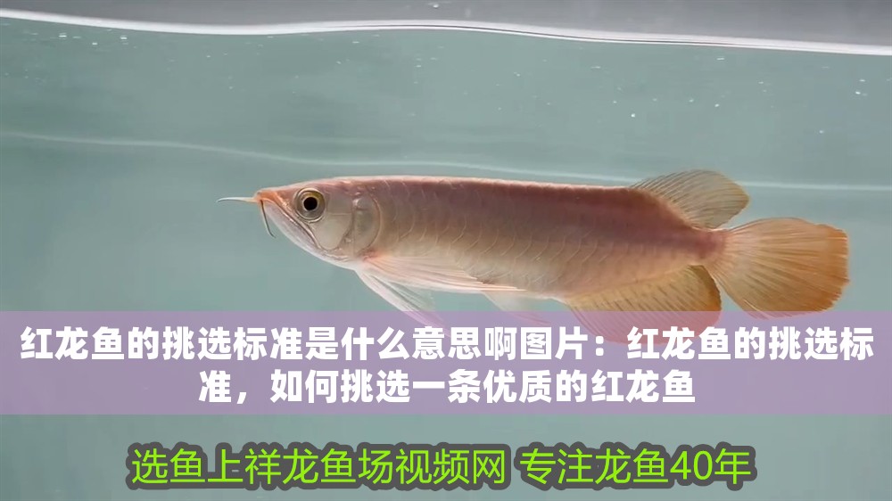 紅龍魚的挑選標準是什么意思啊圖片：紅龍魚的挑選標準，如何挑選一條優質的紅龍魚