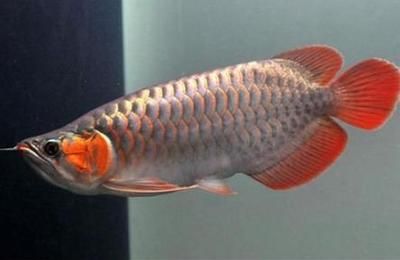 紅龍魚可以長到多大（關于紅龍魚體型的一些具體信息） 紅龍魚可以長到多大（關于紅龍魚體型的一些具體信息） 龍魚百科 第4張