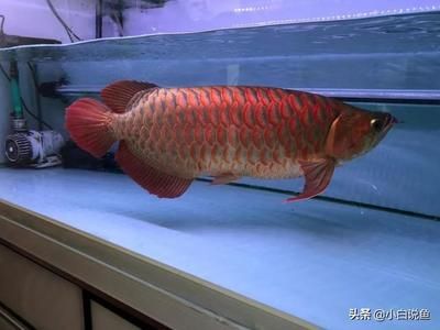 紅龍魚可以長到多大（關于紅龍魚體型的一些具體信息） 紅龍魚可以長到多大（關于紅龍魚體型的一些具體信息） 龍魚百科 第5張