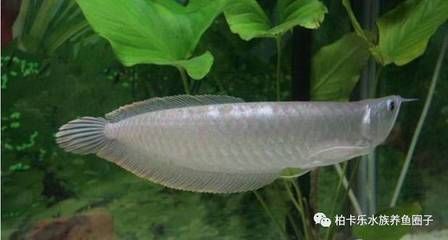 一條銀龍魚配三條鸚鵡魚（一條銀龍魚配三條鸚鵡魚在理論上是可行的）