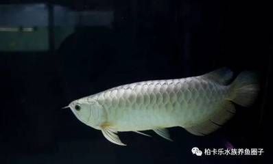 一條銀龍魚配三條鸚鵡魚（一條銀龍魚配三條鸚鵡魚在理論上是可行的）