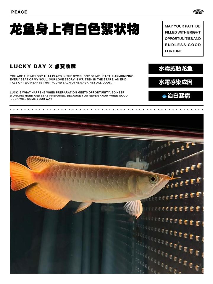 如何預防龍魚鰓蓋出現白色絮狀物？