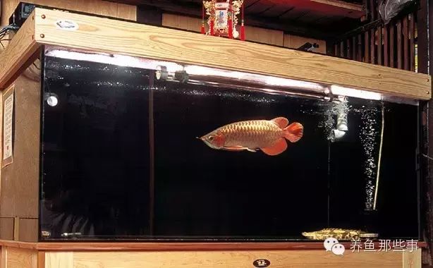 龍魚訓(xùn)食教學(xué)反思簡(jiǎn)短總結(jié)：關(guān)于龍魚的訓(xùn)食的教學(xué)反思