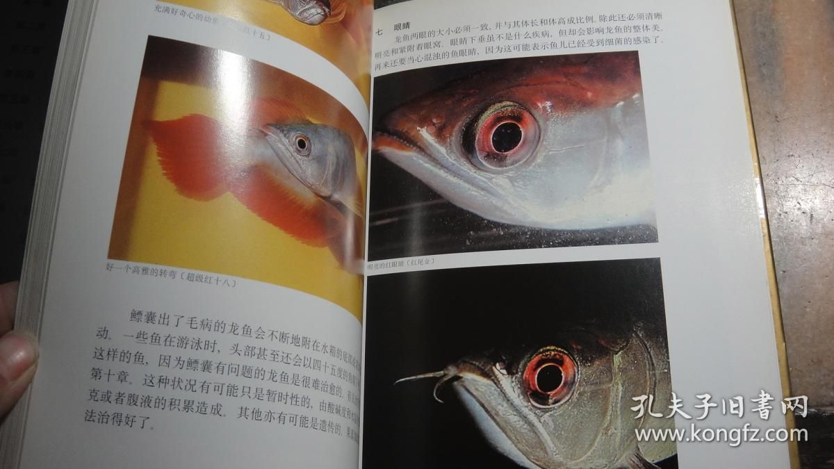龍魚(yú)眼睛有白膜用什么藥好使：龍魚(yú)眼睛有白膜怎么辦 龍魚(yú)眼睛有白膜用什么藥好使：龍魚(yú)眼睛有白膜怎么辦 龍魚(yú)百科 第3張