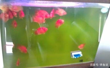 河北石家莊吃金龍魚 河北石家莊吃金龍魚 龍魚百科 第11張