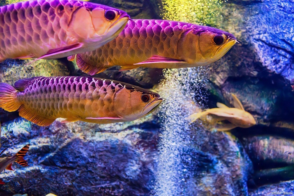 龍魚浮頭沉尾需要停食嗎？ 龍魚浮頭沉尾需要停食嗎？ 龍魚百科 第7張