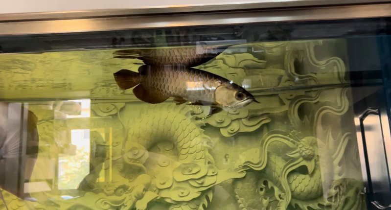 龍魚浮頭沉尾需要停食嗎？ 龍魚浮頭沉尾需要停食嗎？ 龍魚百科 第6張