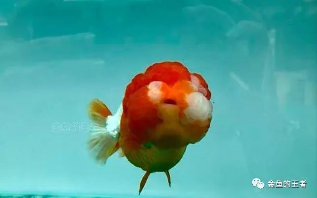 龍魚浮頭沉尾需要停食嗎？ 龍魚浮頭沉尾需要停食嗎？ 龍魚百科 第8張