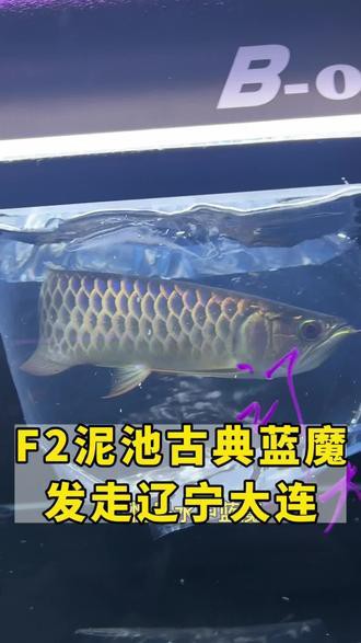 古典金龍魚長大什么樣子圖片欣賞