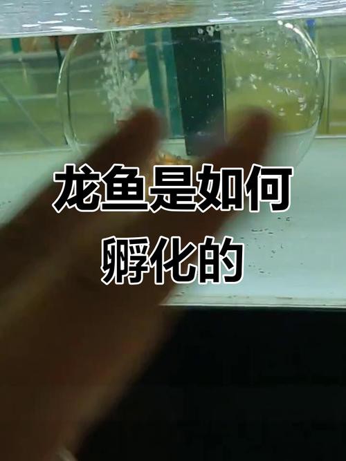 古典金龍魚長大什么樣子圖片欣賞