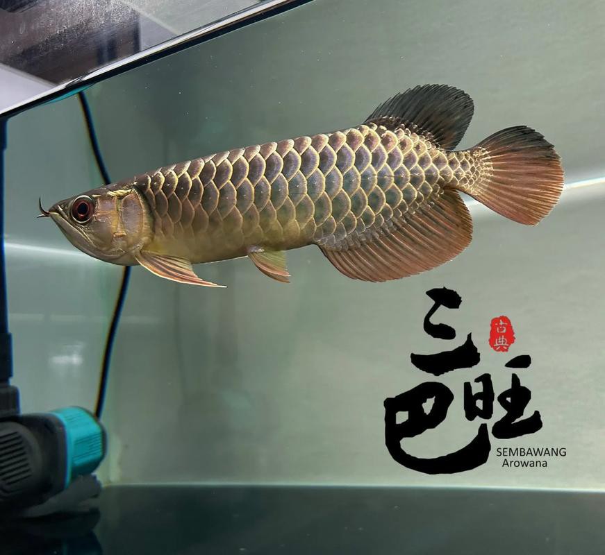 古典金龍魚長大什么樣子圖片欣賞