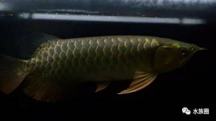 50公分的龍魚用多大的缸養好：50公分寬的成年龍魚，選擇合適的魚缸尺寸至關重要 50公分的龍魚用多大的缸養好：50公分寬的成年龍魚，選擇合適的魚缸尺寸至關重要 龍魚百科 第2張