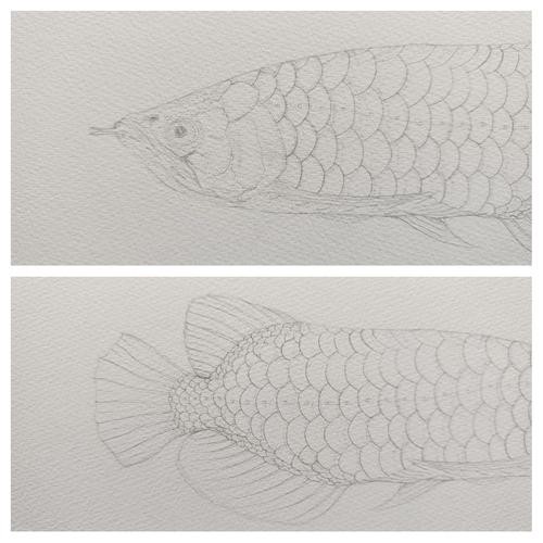 金龍魚簡筆畫素描