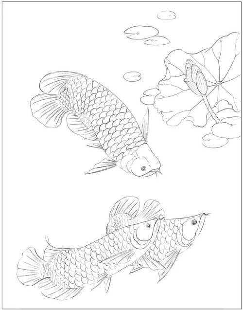 金龍魚簡筆畫素描