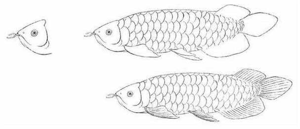 金龍魚簡筆畫素描