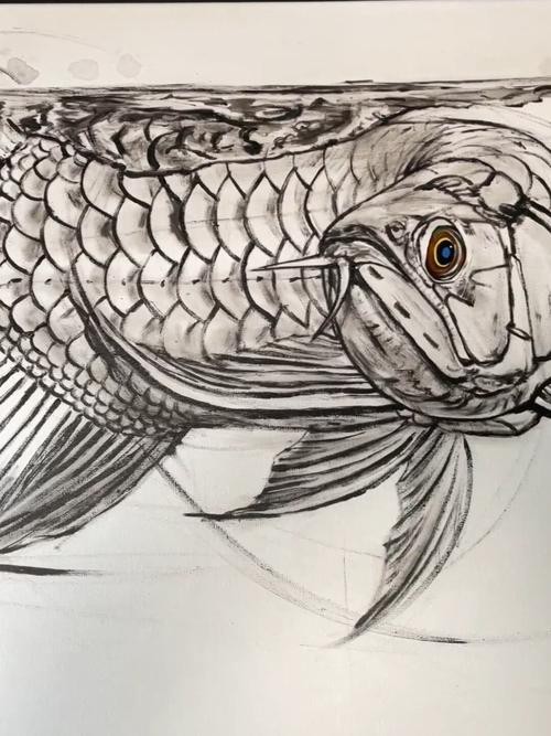 金龍魚簡筆畫素描