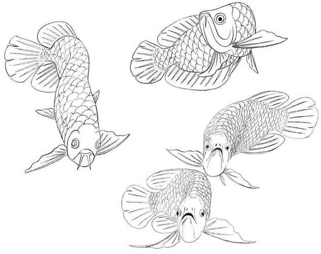 金龍魚簡筆畫素描