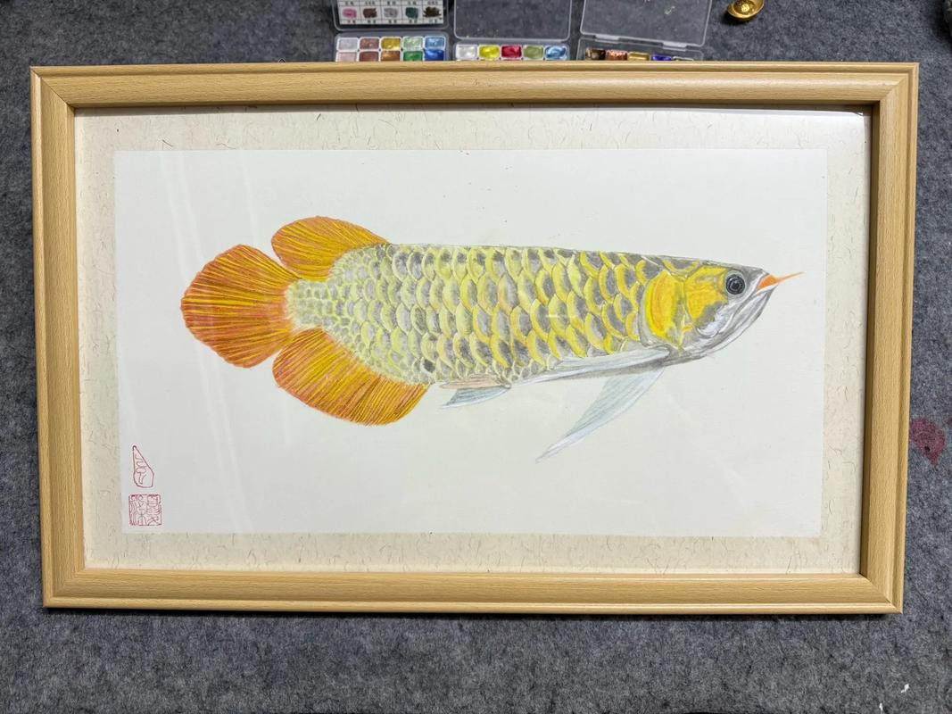 金龍魚簡筆畫素描