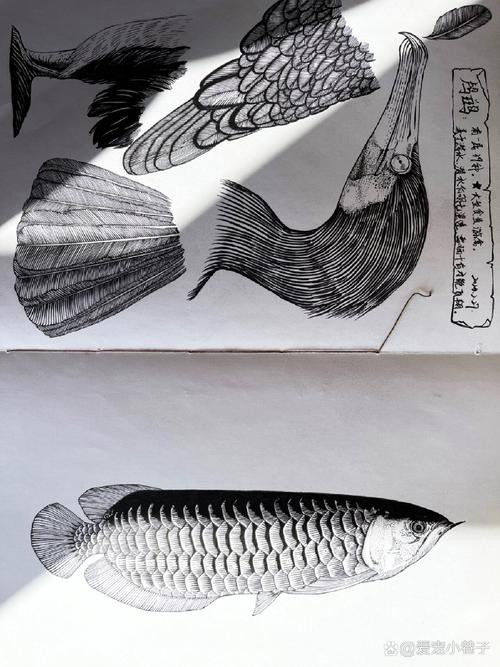 金龍魚簡筆畫素描