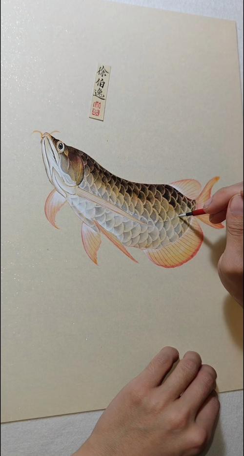 金龍魚簡筆畫素描