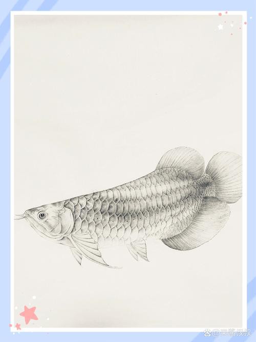 金龍魚簡筆畫素描