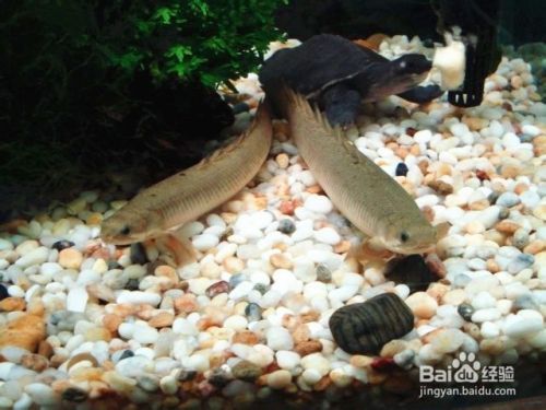 紅龍魚與什么龜混養：紅龍魚與烏龜混養注意事項 紅龍魚與什么龜混養：紅龍魚與烏龜混養注意事項 龍魚百科 第3張