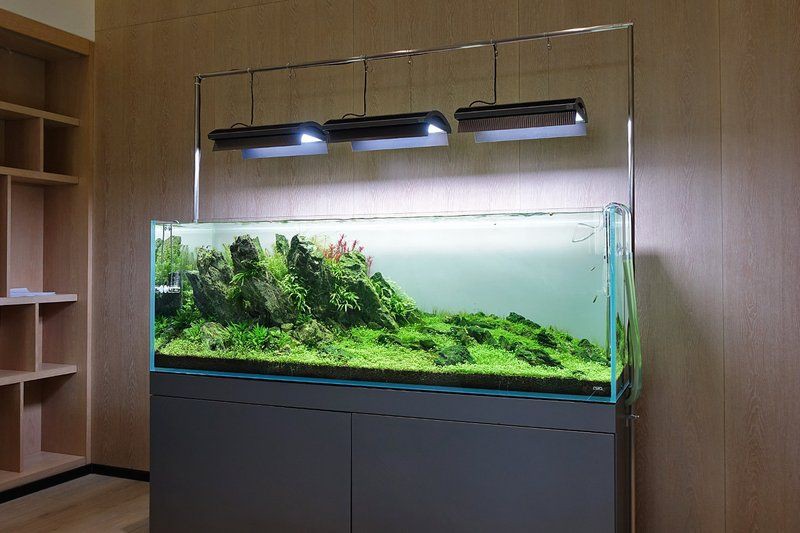 魚缸的最佳尺寸是多少？ 魚缸的最佳尺寸是多少？ 龍魚百科 第2張