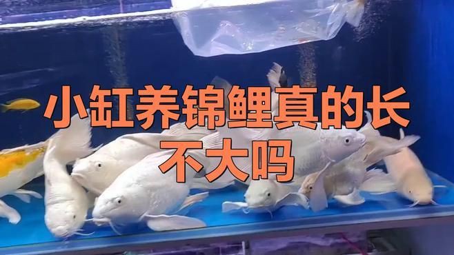 魚缸的最佳尺寸是多少？ 魚缸的最佳尺寸是多少？ 龍魚百科 第4張