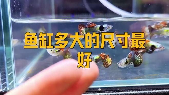 魚缸的最佳尺寸是多少？ 魚缸的最佳尺寸是多少？ 龍魚百科 第5張