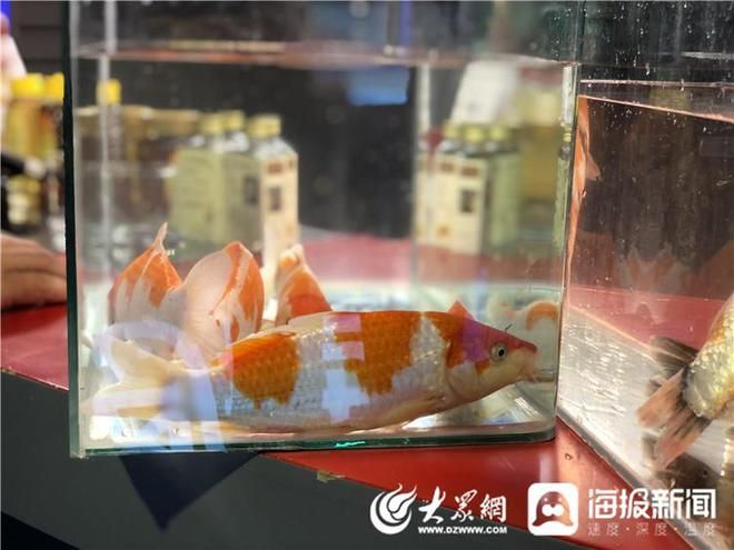 大正錦鯉魚的日常養護要點（大正三色錦鯉日常養護需要注意以下幾個關鍵點）