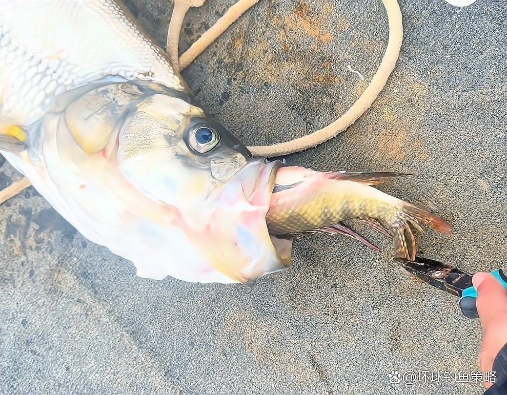龍魚翹嘴什么情況下會死掉