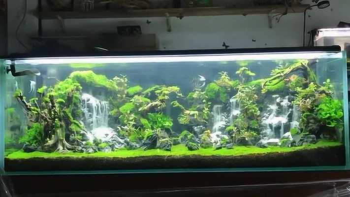 紅龍魚喂什么蝦最好養（紅龍魚喂什么蝦最好養活） 紅龍魚喂什么蝦最好養（紅龍魚喂什么蝦最好養活） 龍魚百科
