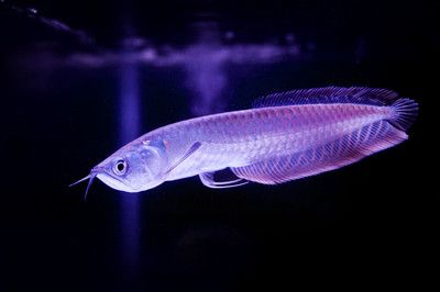 銀龍魚鯊魚嘴是什么樣子（銀龍魚鯊魚嘴是一種先天性的頜骨畸形對魚的健康有影響）