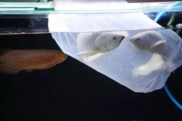 龍魚應(yīng)激反應(yīng)預(yù)防：如何有效地預(yù)防龍魚應(yīng)激反應(yīng)