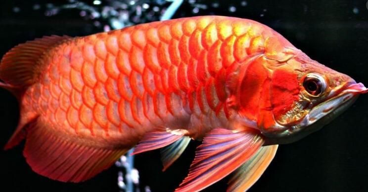 海南龍魚養(yǎng)殖技術(shù)創(chuàng)新案例：海南龍魚養(yǎng)殖技術(shù)創(chuàng)新案例介紹