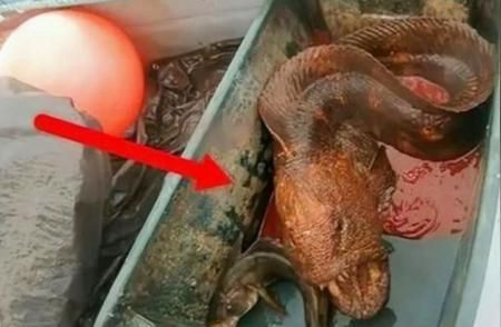 海南龍魚養(yǎng)殖技術(shù)創(chuàng)新案例：海南龍魚養(yǎng)殖技術(shù)創(chuàng)新案例介紹