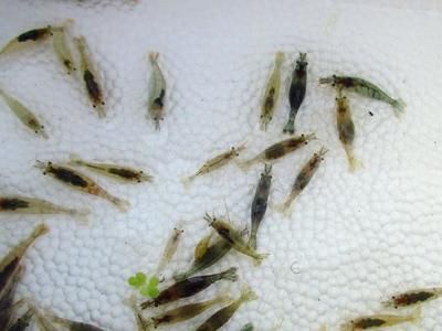養的龍魚能不能吃蝦仁：關于養的龍魚能否吃蝦仁的問題