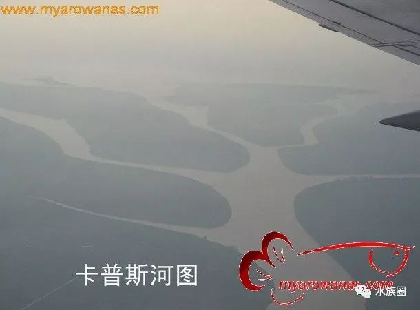 印度尼西亞龍魚產地是哪里
