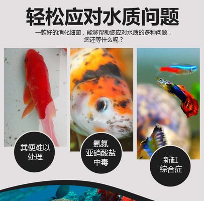金龍魚突然不吃小魚了：金龍魚如何選擇適宜的水泵流量 金龍魚突然不吃小魚了：金龍魚如何選擇適宜的水泵流量 龍魚百科 第6張