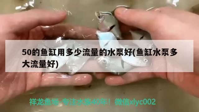 金龍魚突然不吃小魚了：金龍魚如何選擇適宜的水泵流量 金龍魚突然不吃小魚了：金龍魚如何選擇適宜的水泵流量 龍魚百科 第7張