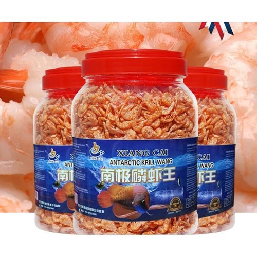 銀龍魚(yú)要吃什么食物好