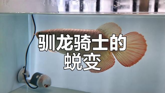 龍魚要養(yǎng)多久才大魚吃食